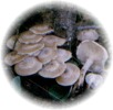 Fungus Identifications