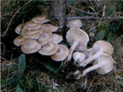 Armillaria root-rot