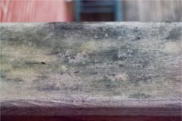 Algae/mildew mixture on deck rail