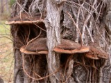 Phellinus robiniae