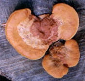 Pycnoporus cinnabarinus