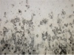 Stachybotrys on plaster board