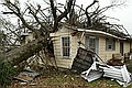 Tree on house