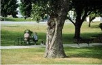 Wound on park tree