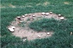 Agaricus fairy ring