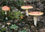 Amanita muscaria