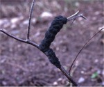 Black knot of cherry