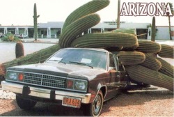 Cactus on car