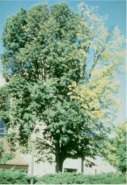 Dutch elm disease