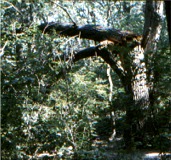 Broken tree trunk