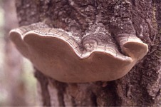 Phellinus tremulae