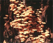 Xeromphalina kauffmanii